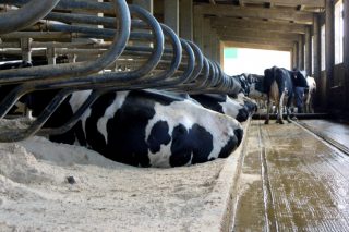 Tipos de camas para vacas de leche: análisis comparativa