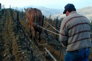 Demostración sobre el empleo de tracción animal en la viticultura
