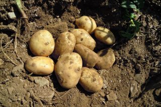 Jornadas técnicas de la patata en Coristanco