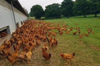 Obligaciones de reducción de emisiones y nuevas medidas de bioseguridad y manejo en granjas avícolas a partir del 1 de enero
