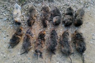 Esta es la rata-topo que destroza las praderas de la montaña de Lugo y así se combate en otras comunidades