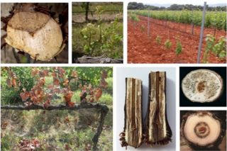 Hacer podas tempranas, una estrategia para prevenir las enfermedades de la madera del viñedo