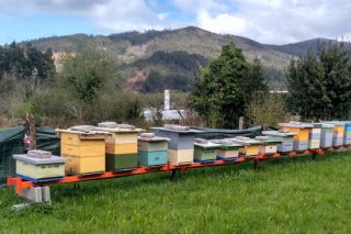 Trasladan al Ministerio la grave situación del sector de la miel española