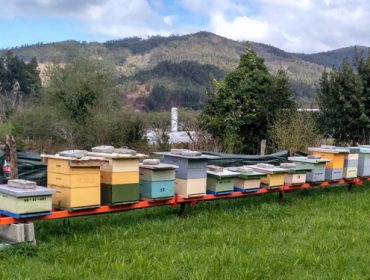 Trasladan al Ministerio la grave situación del sector de la miel española