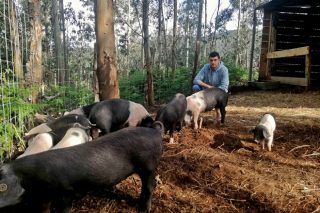 Porco Celta de Couboeira, apuesta por la cría en extensivo en Mondoñedo