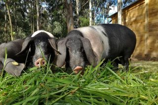 Jornada de formación sobre los riesgos sanitarios en explotaciones de porcino