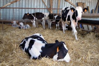 Pautas para criar terneras perfectas que garanticen mejores resultados en la ganadería