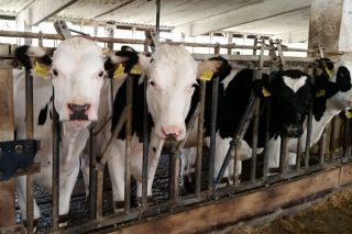 ¿Cómo trabajan las granjas del primer productor de leche de la Unión Europea?