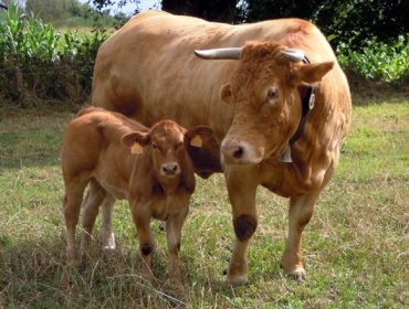 La Enfermidad Hemorrágica Epizoótica (EHE) bovina llega a Galicia