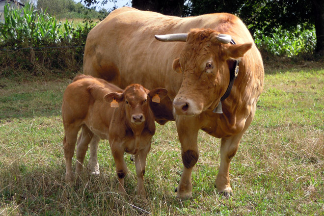 La Enfermidad Hemorrágica Epizoótica (EHE) bovina llega a Galicia