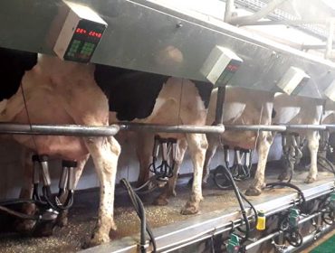 Tendencia al repunte en el precio de la leche en el campo