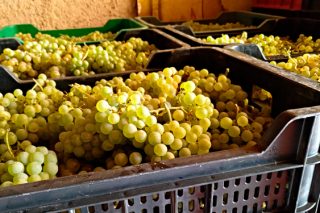 Nuevos contratos de compra venta de uva y de vino en España