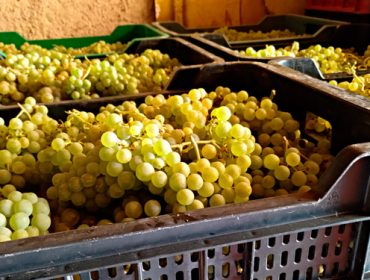 El Consejo Regulador de la D.O. Valdeorras detecta un presunto fraude por introducción de uva foránea