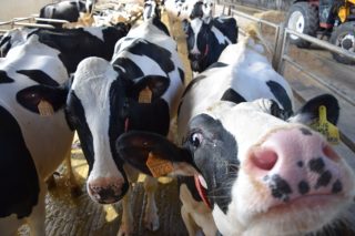 Los secretos de una buena transición en la vaca de leche