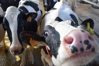 Importes provisionales de las ayudas asociadas para ganaderías de vacuno de leche en 2020