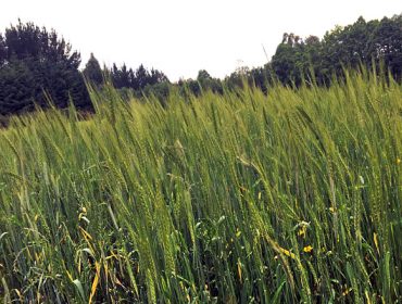 “En Galicia interesa hacer el cultivo de trigo en ecológico”