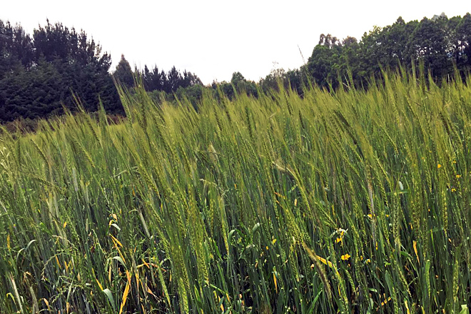 “En Galicia interesa hacer el cultivo de trigo en ecológico”