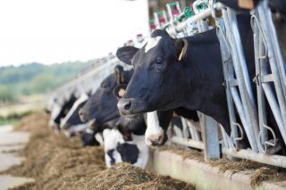 Galicia logra en marzo un récord de entregas de leche mensuales