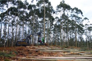 La gran demanda mantiene fuerte el eucalipto, en tanto el pino se estabilizó en valores altos