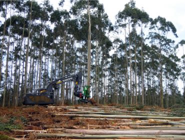 La gran demanda mantiene fuerte el eucalipto, en tanto el pino se estabilizó en valores altos