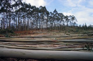 Agilizadas las autorizaciones de tala de madera al lado de ríos, carreteras autonómicas y en Red Natura