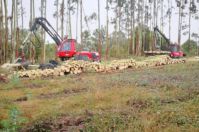 Galicia ya cortó 9 millones de metros cúbicos de madera en lo que va de año, el 56% de eucalipto