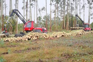 Resolución de las ayudas para compra de maquinaria por parte de 112 empresas forestales y aserraderos