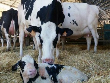 Reforzar el sistema inmunitario de la vaca, vía para lograr un posparto sin antibióticos