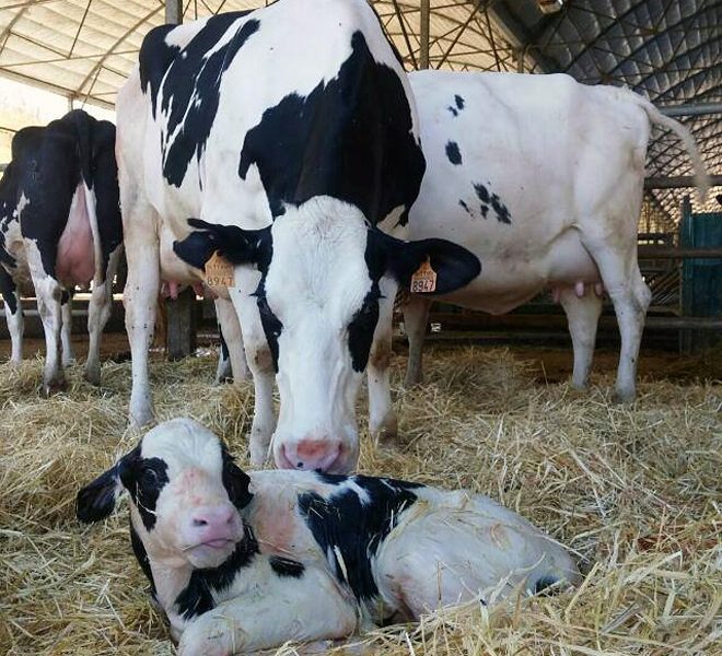 “Dejar a la becerra en la paridera con la madre al nacer es bueno para la vaca, para a ternera y para el propio ganadero”