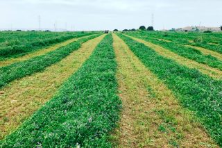 Jornada técnica este miércoles en Boimorto sobre cultivo de alfalfa