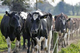 La Xunta ultima una aplicación informática para que las granjas de leche calculen costes de producción