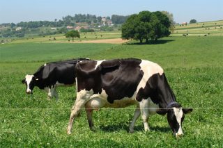 Relación entre la dieta de las vacas y la presencia de compuestos bioactivos en la leche