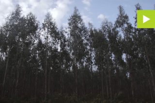 Cómo mejorar la productividad del eucalipto en Galicia
