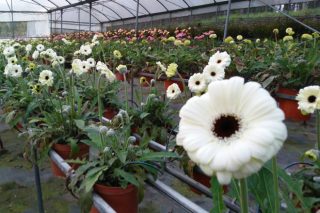 Los productores de flor ornamental podrán acogerse a las ayudas por cese de actividad si su facturación desciende un 75%