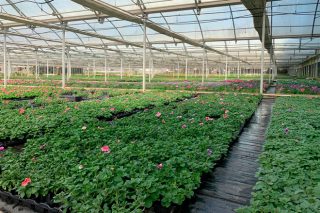 El sector gallego de planta ornamental, contra las cuerdas por el coronavirus