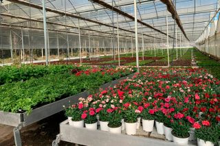 San Sadurniño en flor, una iniciativa de apoyo a los viveros de planta ornamental