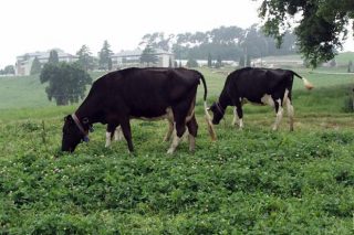 Curso sobre instalaciones para asesores en ganado vacuno de leche y carne