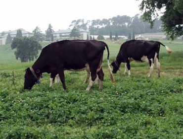 Curso sobre instalaciones para asesores en ganado vacuno de leche y carne