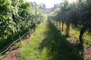 ¿Es preciso regar el viñedo en Galicia?