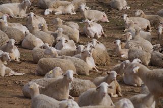 De Heus lanza una nueva línea de alimentación para ovino y caprino