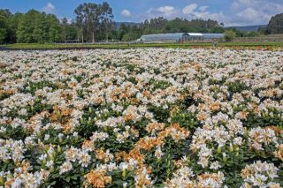 Ayudas por 10,4 millones de euros para el sector de flor cortada y planta ornamental