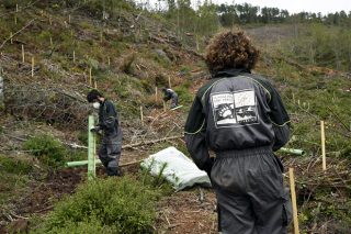 Plantados 55.000 árboles autóctonos para mejorar el hábitat del oso en O Courel