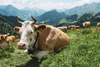 Suiza, el país donde los ganaderos están vendiendo la leche a 59 céntimos el litro