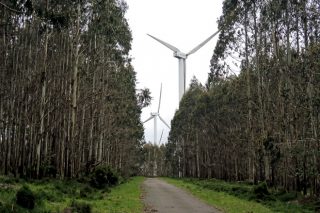 La Xunta anuncia que el Plan Forestal de Galicia reducirá un 5% la actual superficie de eucalipto