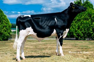 Mejores toros de raza Holstein en España: resultados de las últimas pruebas