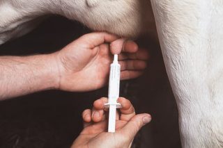 Secado selectivo en vacuno de leche:  ¿Que es lo que funciona y lo que no?