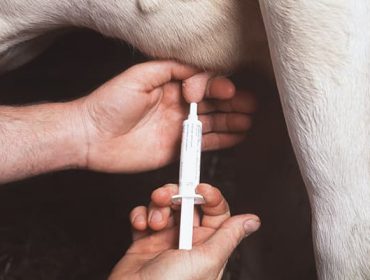 Jornadas sobre estrategias para el uso sostenible de antibióticos en vacuno de leche