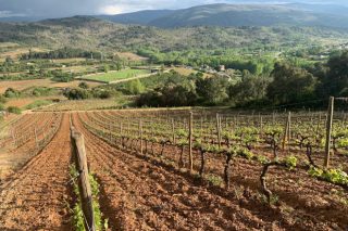 Dos comunidades acaparan el 77% de las autorizaciones de nuevas plantaciones de viñedo para 2020