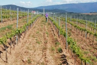 Proponen un nuevo polígono agroforestal en el ayuntamiento pontevedrés de Arbo dedicado la viña