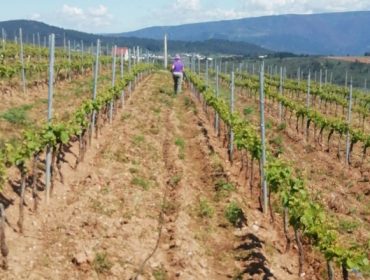 Proponen un nuevo polígono agroforestal en el ayuntamiento pontevedrés de Arbo dedicado la viña